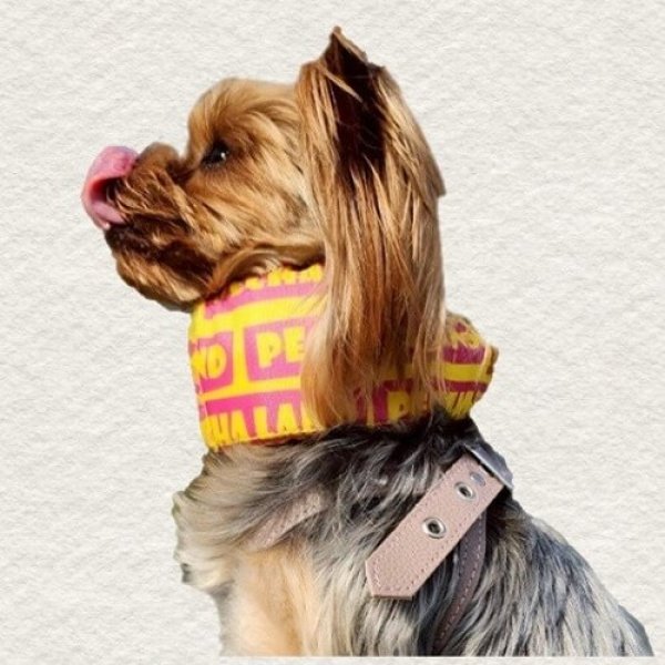 画像2: 首クール　スクエアロゴ　Sサイズ　イエロー (2)